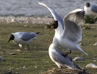 mouettes rieuses préliminaire accouplement